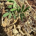 Tephrosia