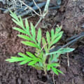 Grevillea