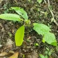 Cacao