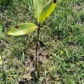 Red Mangrove