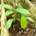 Cacao