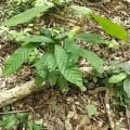 albero cacao per Francesca Frosali