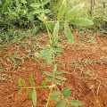 Tephrosia