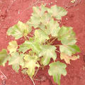 Barbados Nut