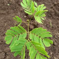 Albizia