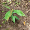 Cacao
