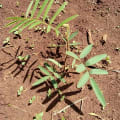 Tephrosia