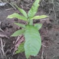 Cacao