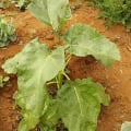 Baumtomate