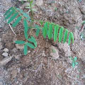 Tephrosia