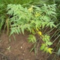 Neem