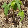 Papaya Lianna