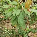 Cacao OEO
