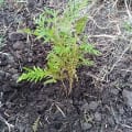 Grevillea