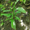 Mamma Anacardo