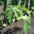 Papaya