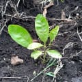 Citronnier