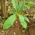 Cacao