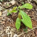 Cacao