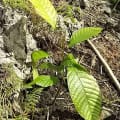 Cacao