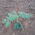 Tephrosia
