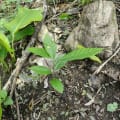 Cacao