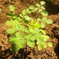 Moringa