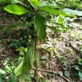 Roccocoa
