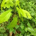 Cacao