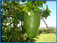Graviola Tree
