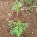 Neem