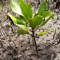 White Mangrove