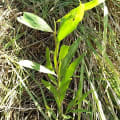 Acacia Mangium