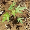 Papaya