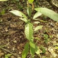 Cacao