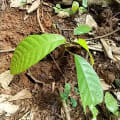 Cacaotier
