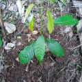 Cacao