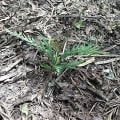 Grevillea