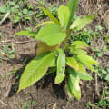 Cacao