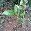 Caoba