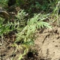Grevillea