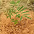 Tephrosia