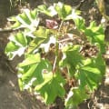 Barbados Nut
