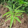 Sesbania