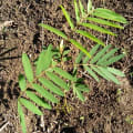 Tephrosia