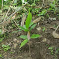 Cacao