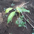 Avocatier