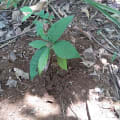 Cacao