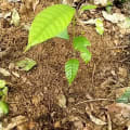 El Paso(cacao) 