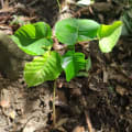 Árbol dinamita